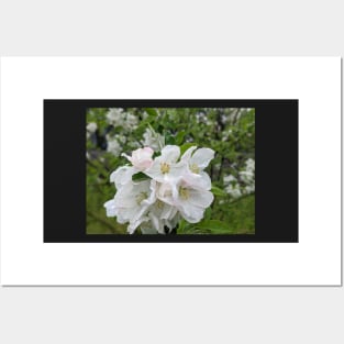 Wet White Tree Flowers 1 Posters and Art